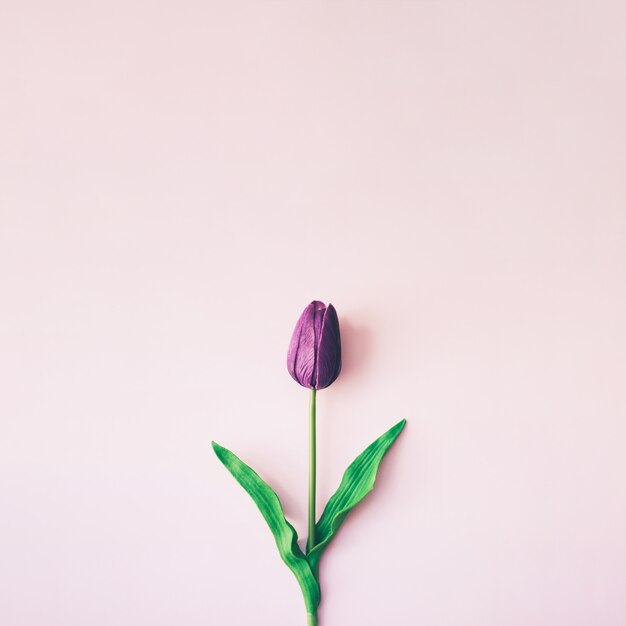 Fondo de tulipán violeta minimalista hermoso