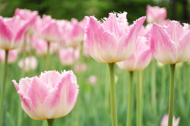 Fondo de tulipanes de color rosa