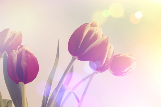 Fondo de tulipanes con efecto bokeh