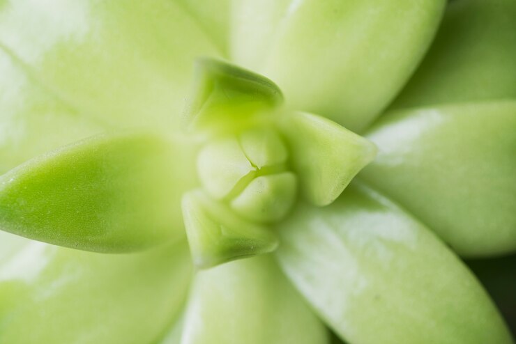 Foto gratuito fondo vegetal verde