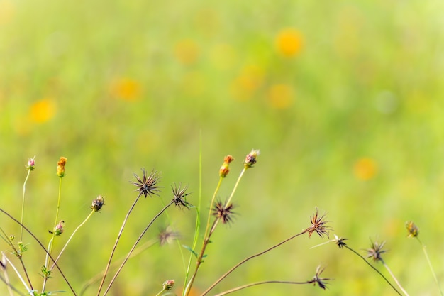 Fondo verano luz de césped alegre