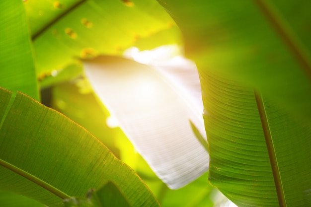 Foto gratuita fondo verde de la hoja en el bosque.