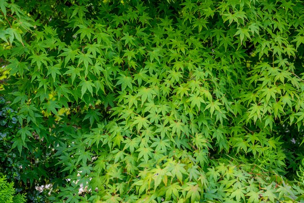Fondo verde de las hojas de arce.