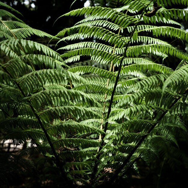 Fondo verde de hojas tropicales