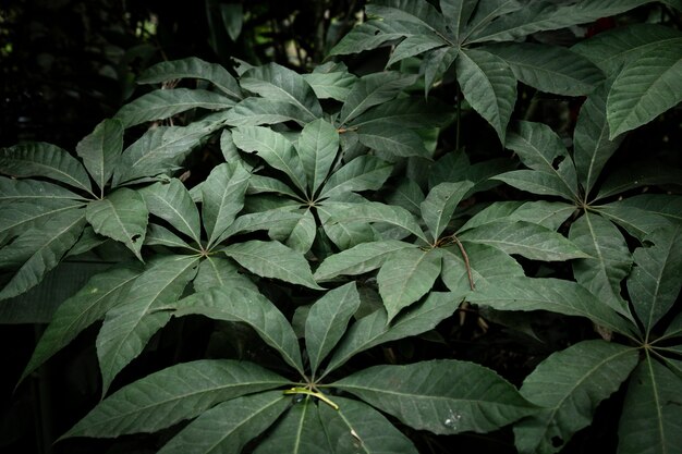 Fondo verde de hojas tropicales