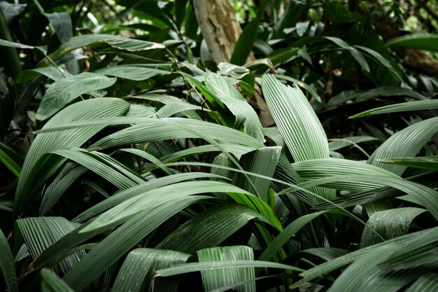 Fondo verde de hojas tropicales