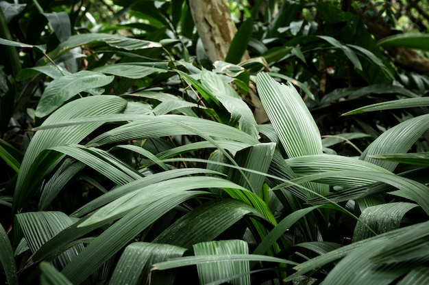 Fondo verde de hojas tropicales