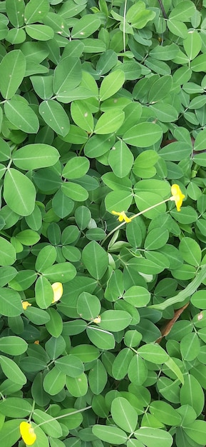 Fondo verde de las hojas