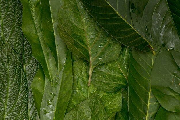 Fondo verde mojado de las hojas del primer