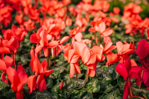 Foto gratuita fondos florales rojos de la naturaleza de la planta