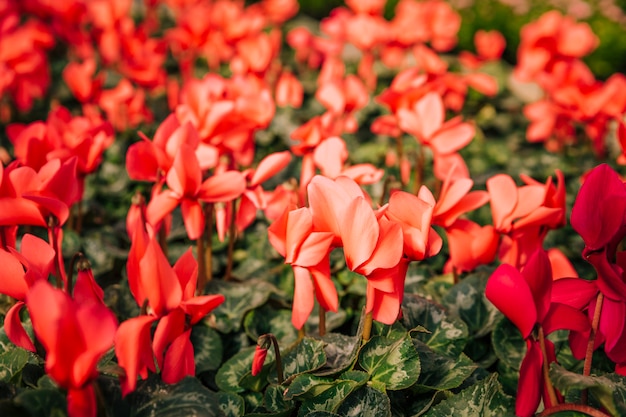 Fondos florales rojos de la naturaleza de la planta