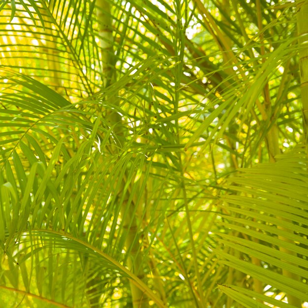 Fondos de palmera areca