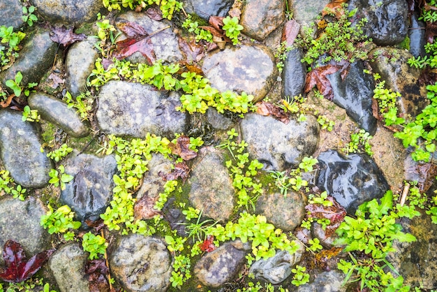 Fondos de Pebble Walkway