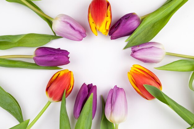 Forma circular hecha de tulipanes de colores sobre fondo blanco