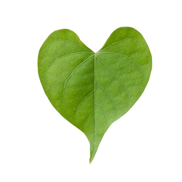 Foto gratuita forma de corazón de hoja verde aislado sobre fondo blanco