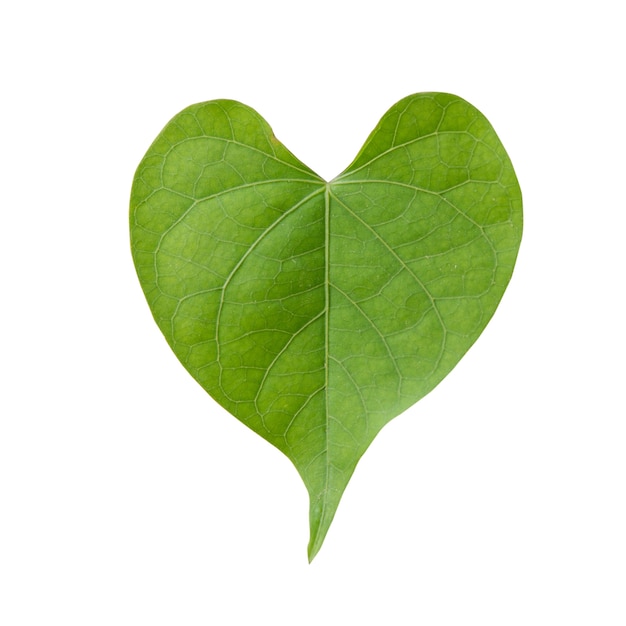 Forma de corazón de hoja verde aislado sobre fondo blanco