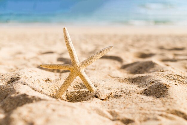 Forma de estrella en la playa