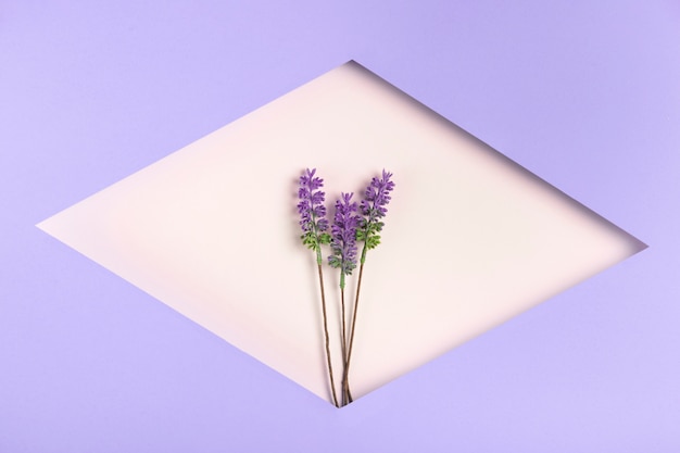 Foto gratuita forma geométrica de papel con lavanda