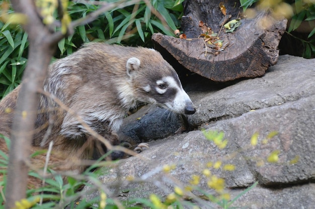 Forrajeo de coatí de hocico blanco en la naturaleza.