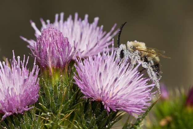 Foto de una abeja llena de polen de las flores moradas de Cirsium