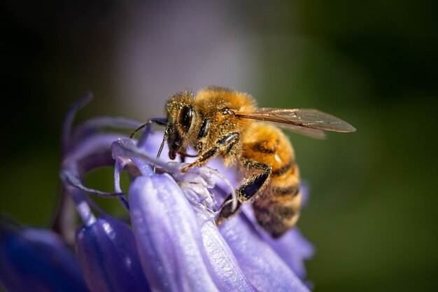 Foto de un abejorro sobre una flor violeta