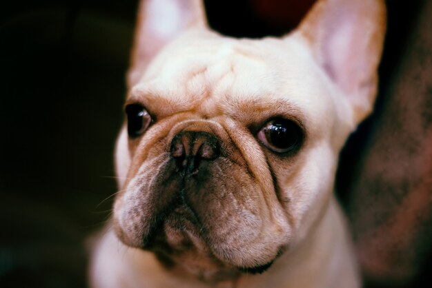 Foto de un adorable cachorro de bulldog francés delante de un fondo oscuro