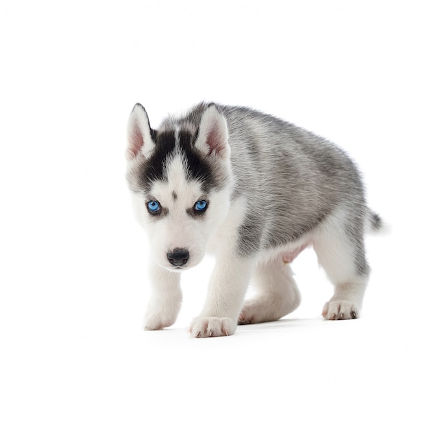 Foto de un adorable cachorro de husky con ojos azules caminando hacia copyspace aislado en blanco.