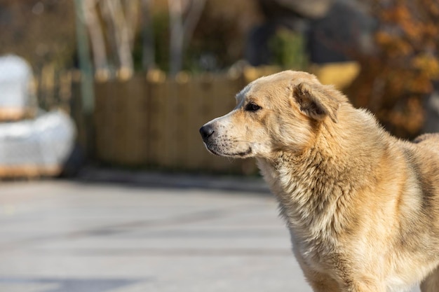 Foto de adorable perro sin hogar Foto de alta calidad.