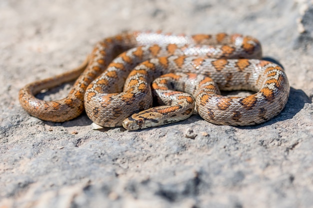 Foto de un adulto acurrucado o serpiente leopardo europea Ratsnake, Zamenis situla, en Malta