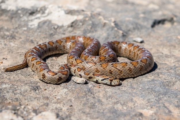 Foto de un adulto acurrucado o serpiente leopardo europea Ratsnake, Zamenis situla, en Malta