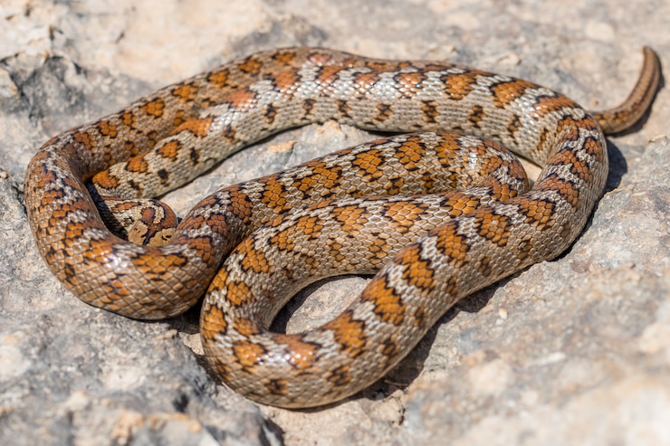Foto gratuito foto de un adulto acurrucado o serpiente leopardo europea ratsnake, zamenis situla, en malta
