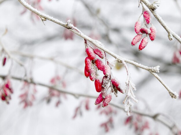 Foto de agracejo escarchado en una rama en invierno