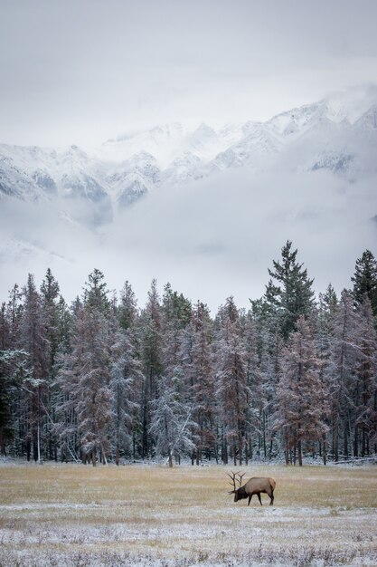 Foto de un alce pastando, un animal y una pintoresca naturaleza invernal