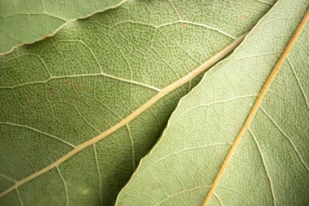 Foto de alta resolución de hojas de laurel en vista horizontal