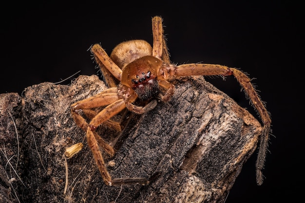 Foto de una araña lobo marrón y aterradora con ocho ojos