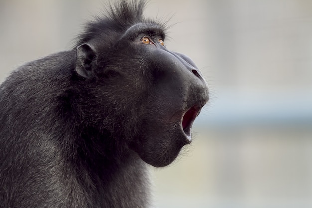 Foto de un babuino haciendo ruidos