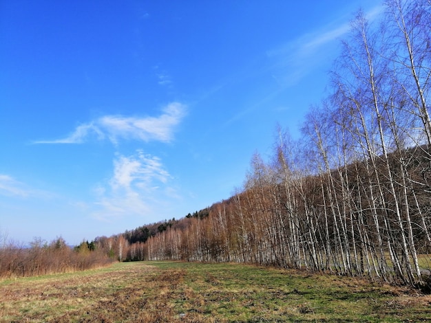 Foto del bosque y un valle cubierto de hierba en Jelenia Gora, Polonia.