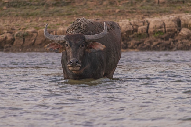 Foto del búfalo mirando a la cámara en el lago Doi Tao, Tailandia