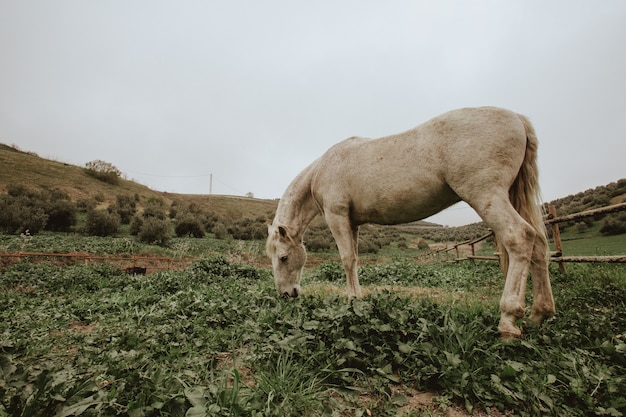 Foto de un caballo blanco pastando en el campo de hierba verde