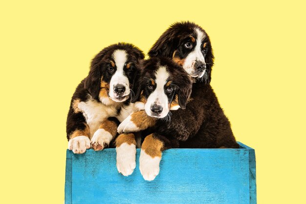 Foto de cachorros de Berner Sennenhund en pared amarilla