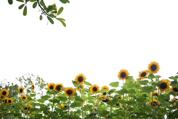 Foto de campo de girasol.