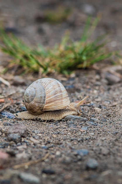 Foto de caracol con una gran concha en el suelo rocoso