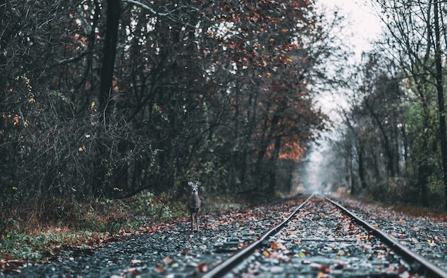 Foto de un ciervo de pie cerca de la vía del tren entre bosques