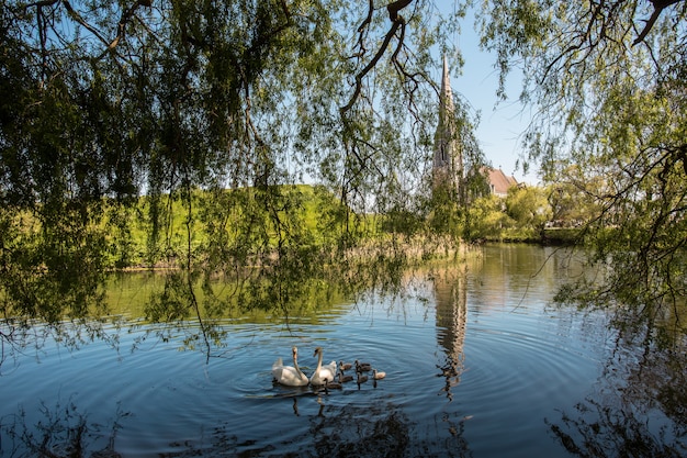 Foto de cisnes nadando en el estanque junto a una capilla