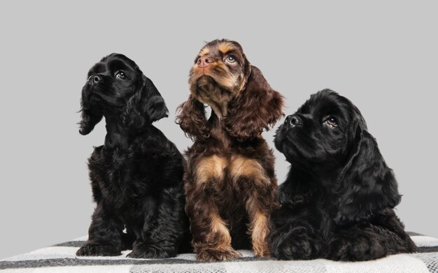 Foto de cocker spaniel americano sobre pared gris