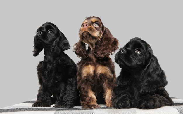 Foto de cocker spaniel americano sobre pared gris