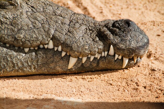 Foto de un cocodrilo con dientes afilados y magnífica piel áspera durmiendo en la arena