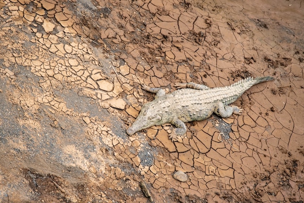 Foto gratuita foto de un cocodrilo gigante en barro seco y agrietado