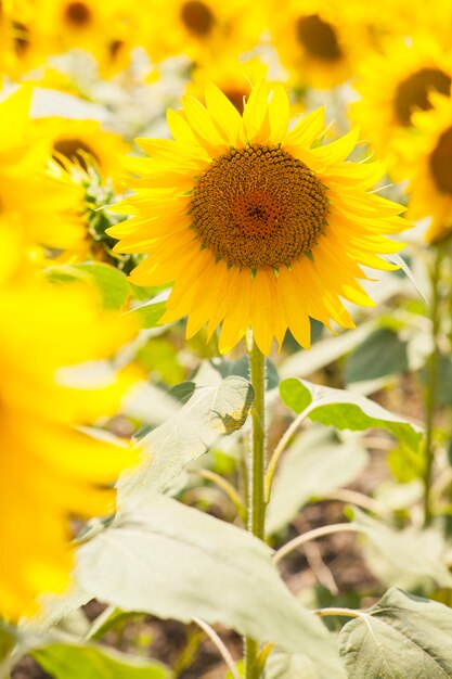 Foto a color de girasol