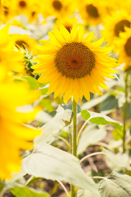 Foto a color de girasol